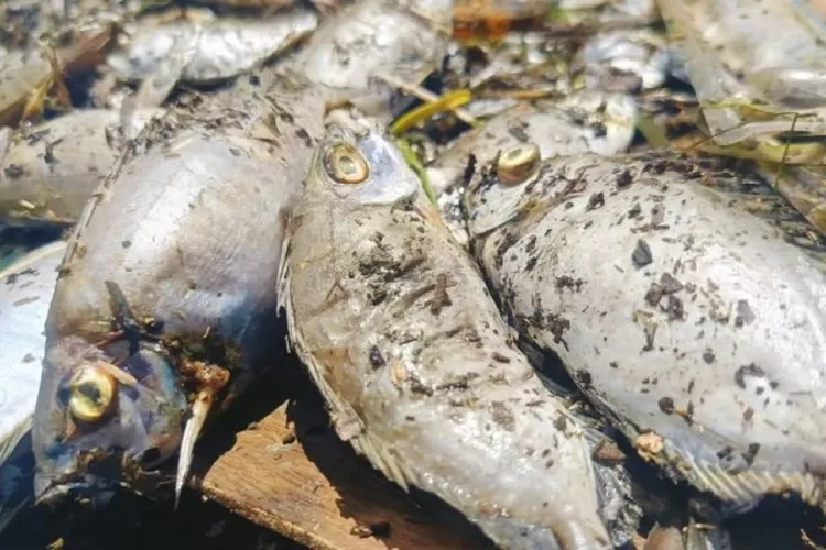 Ribuan Ikan Mati Di Waduk Jatiluhur
