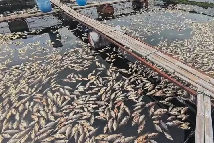 Penggunaan Keramba Jaring Apung (KJA) di Waduk Jatiluhur Purwakarta melebihi kapasitas, memicu kematian ikan massal. KKP turun tangan evaluasi kerugian Rp 2,2 miliar. (Istimewa)