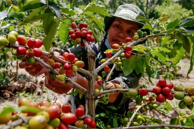 Kopi Sidikalang, kopi asal Kabupaten Dairi yang mendunia. Kabupaten Dairi, pedalaman Sumatera Utara, menyimpan sejarah unik. (Bitka)