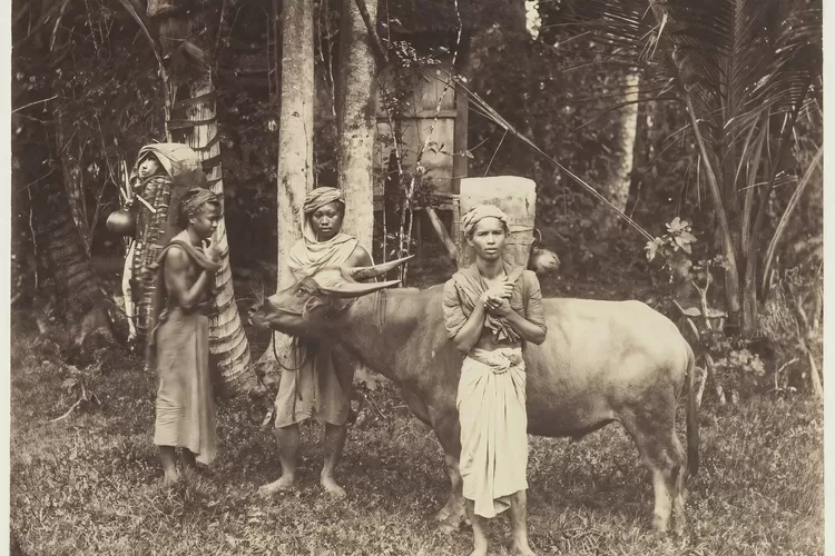 Pedagang Kerinci membawa Kerbau tahun 1915. (Foto: Leiden University)