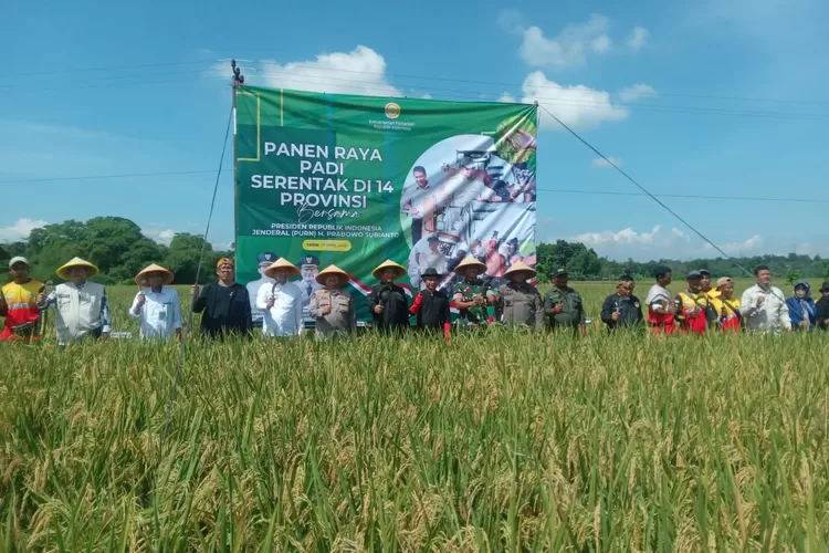 Dispangtan Purwakarta dukung program ketahanan pangan nasional. Panen raya serentak 14 provinsi sukses, petani untung dengan harga gabah Rp6.500/kg langsung dibeli Bulog. (Dok. KTNA Purwakarta / Carman)