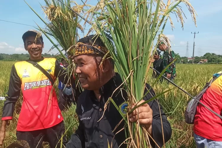 KTNA Purwakarta di bawah H. Ujang Alim Adisaputra dukung penuh Panen Raya Padi Serentak 14 Provinsi. Petani untung, Bulog beli langsung di harga Rp6.500/kg. (Dok. KTNA Purwakarta / Carman)