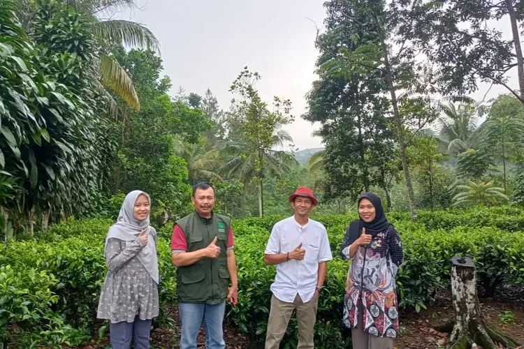 Dari kiri: Leni Maryani (Petugas POPT), Atang Rusmana (PPL), Asep Rahmat SS (Petani), Fika Astriana (Petugas POPT). Petugas POPT Disbun Jabar kunjungi kebun teh rakyat di Purwakarta yang terserang ulat penggulung daun dan helopeltis. Diskusi dengan petani dan PPL cari solusi. Jumat (11/4/2025). (Dok. Barmoel)