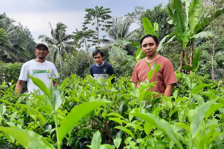 LPPNU Purwakarta kunjungi petani teh Kiarapedes (Kamis, 29/5/2025), ungkap krisis harga dan ancaman hilangnya pertanian teh. (Dok. LPPNU Purwakarta)