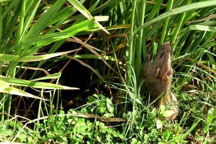 Ilustrasi hama tikus menyerang tanaman padi. Hama tikus di Kecamatan Kiarapedes memang tak signifikan, tapi karakternya mirip preman! Petani harus tetap waspada. (Foto: RRI)