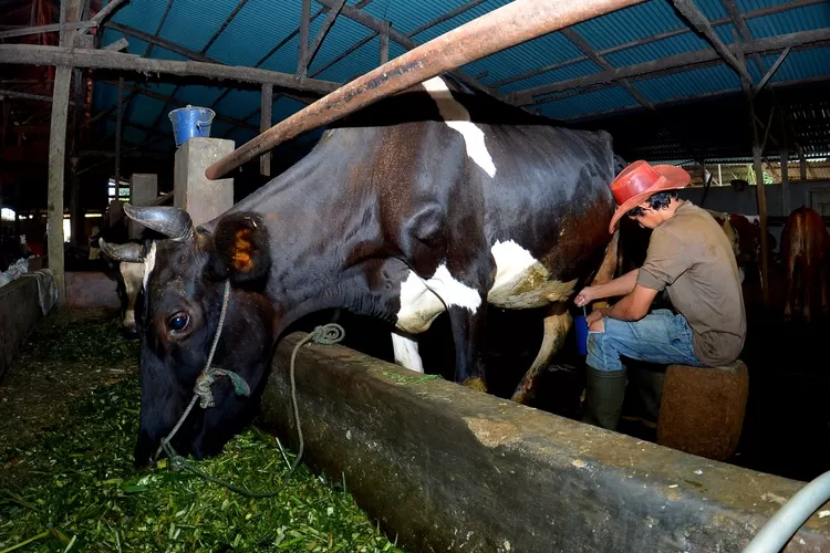 KUR BRI bantu Tommy Wavolta kembangkan UMKM pakan ternak Dara Farm, kini suplai hingga luar Ponorogo. (Purwakarta Online.com)