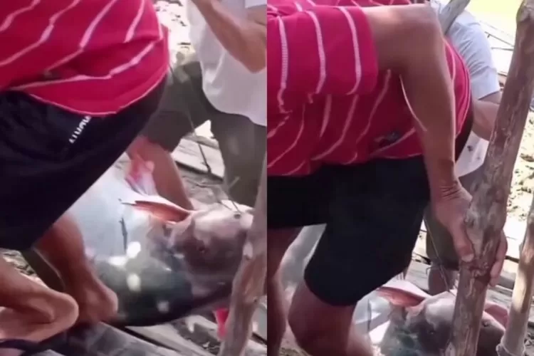 Video dua pria angkat ikan patin 45 kg dari Sungai Mahakam viral. Warga menyebut ini ikan monster langka! ((Instagram/updatenetizen))
