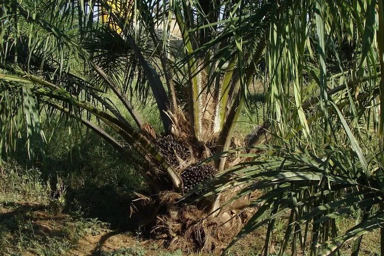 5 Daerah Penghasil Kelapa Sawit Terbesar Di Sumatera Selatan: Juaranya ...