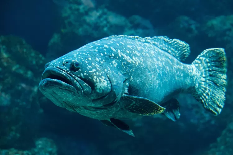 Tts Ikan Apa Yang Rapuh Kocak Banget Berikut Jawaban Tebak Tebakan Atau Teka Teki Tts Jokes 3544