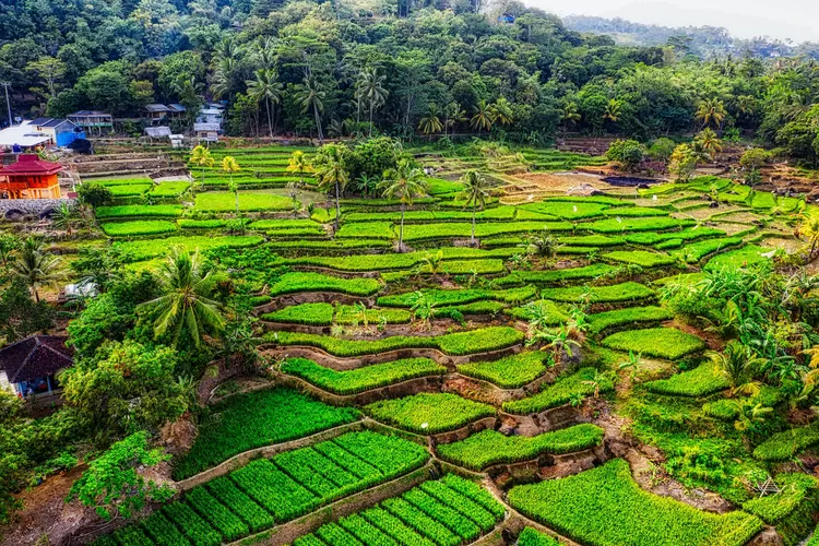 Hasilkan Ton Ini Kabupaten Penghasil Padi Terbesar Di Sulawesi Tengah Waduh No Bukan