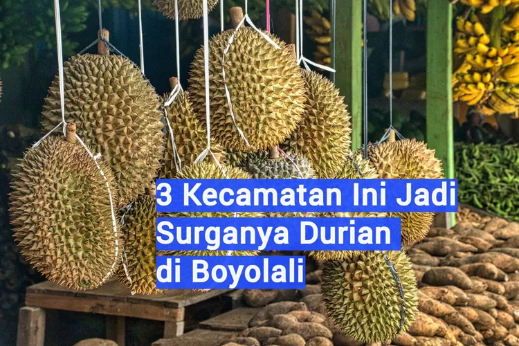 3 Kecamatan Penghasil Durian Terbesar di Kabupaten Boyolali, Peraih