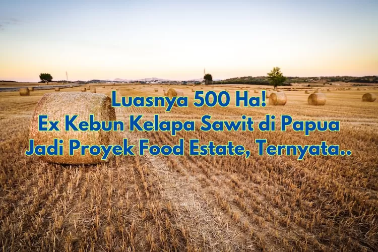 Luasnya 500 Ha! Ex Kebun Kelapa Sawit di Papua Disulap Jadi Proyek Food  Estate, Ternyata Lahannya.. - Jatim Network