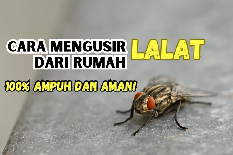 2 Cara Mengusir Lalat Di Rumah: Tips Super Mudah Cuma Pakai 3 Bahan ...