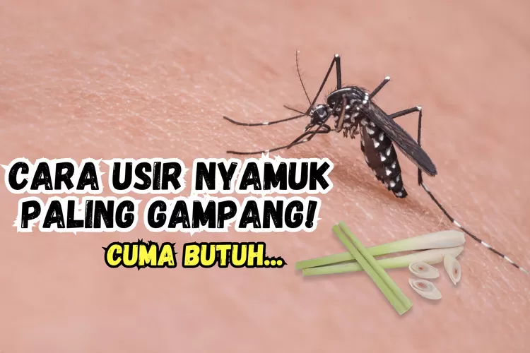 Cara Mengusir Nyamuk Dalam Kamar Cuma Modal 5 Batang Serai, Kamar Jadi ...