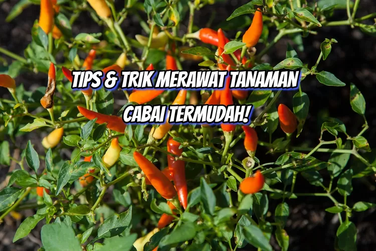 Tips Dan Trik Merawat Cabai Agar Berbuah Lebat Dan Anti Mati Nomor