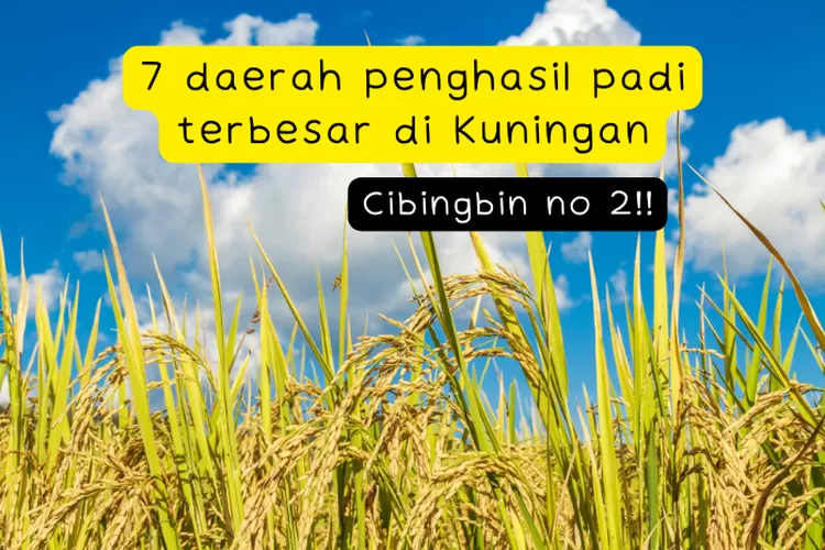 Daerah Penghasil Padi Terbesar Di Kabupaten Kuningan Nomor Bukan Subang Apalagi Cidahu