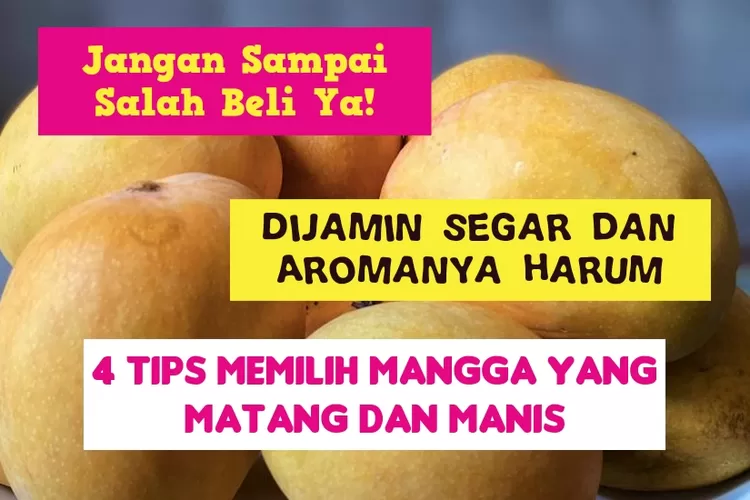 Jangan Sampai Salah Beli Ini 4 Tips Cepat Memilih Mangga Yang Matang Dan Manis Nomor 2 