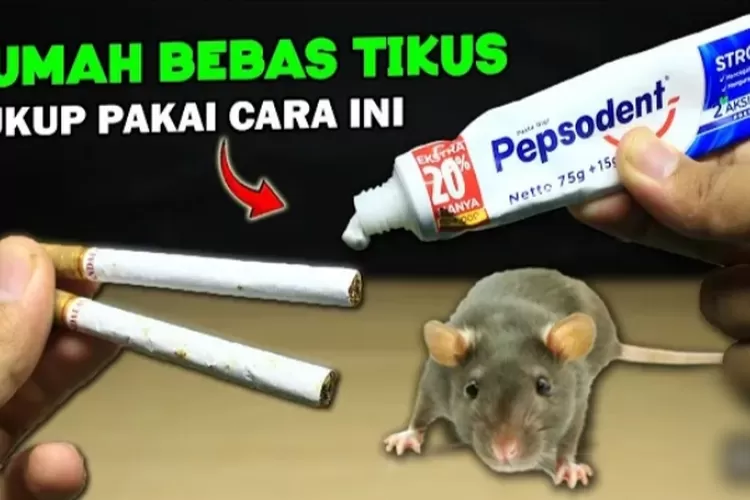 Luar Biasa Cara Dahsyat Mengusir Tikus Dari Rumah Bisa Gunakan Bahan Ini Sangat Mudah