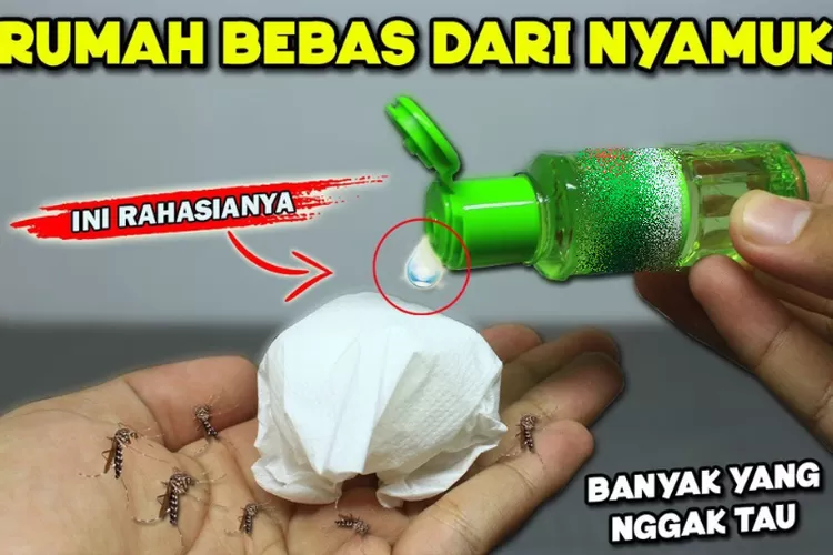 Rumah Bebas DBD Bukan Mimpi! Ikuti 5 Langkah Mudah Ini