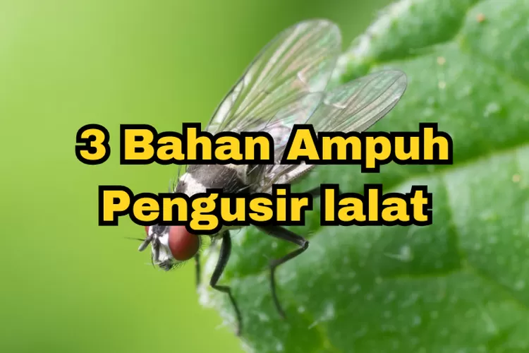 Tips Mengusir Lalat Dengan Mudah: Pakai Alat Sederhana Ini Dijamin ...