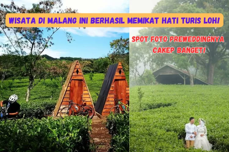 Bukit Kuneer Mengeksplor Destinasi Wisata Alam Di Malang Dengan Panorama Kebun Teh Eksotis Dan