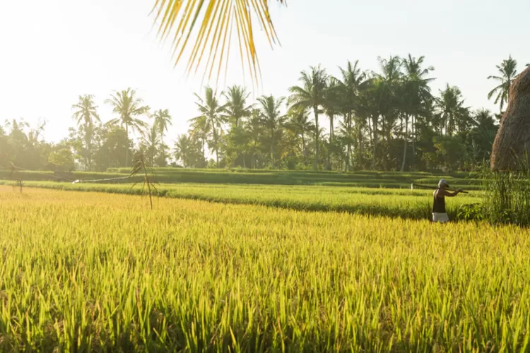 Kabupaten Penghasil Padi Terbesar Di Provinsi Sumatera Barat Nomor