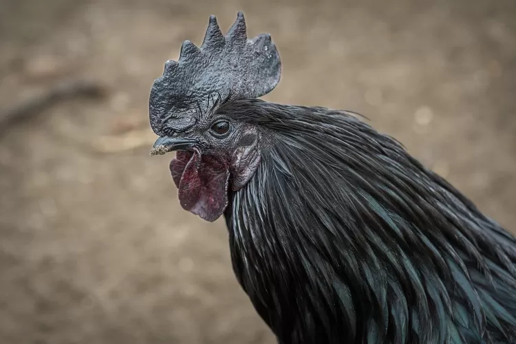 Ciri fisik ayam ras Cemani