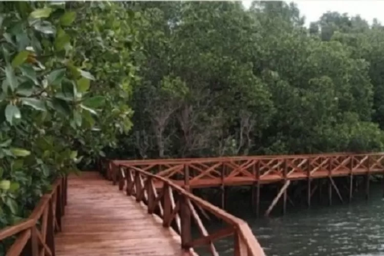 ilustrasi wisata mangrove (Instagram/@kemendespdt)