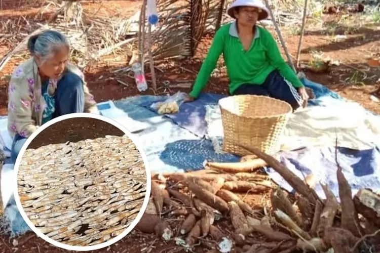 Para petani singkong keluhkan harga jual anjlok, Masjid Nurul Ashri Yogyakarta borong 15 ton dengan harga layak. (instagram/ @masjidnurulashri)