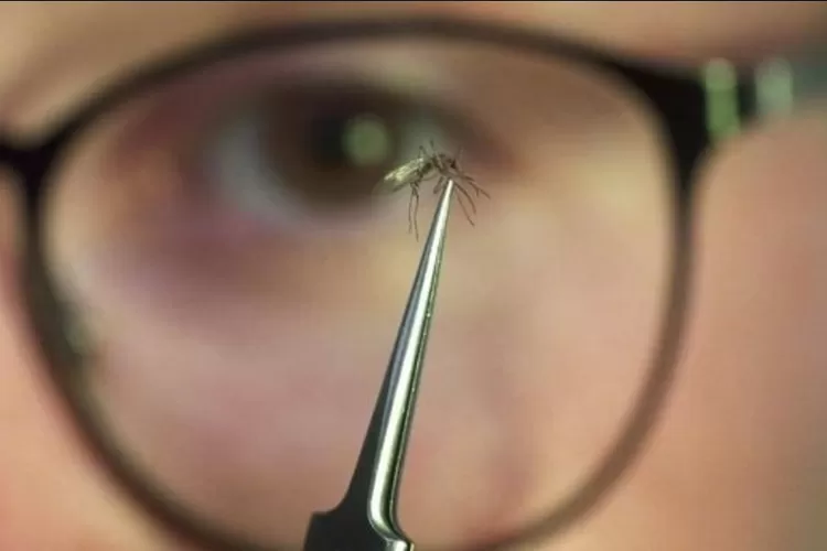 Ilustrasi. penyebaran nyamuk Wolbachia di sejumlah wilayah di Indonesia memicu kontroversi. Sesungguhnya apa yang terjadi ketika kita digigit nyamuk ber-wolbachia?