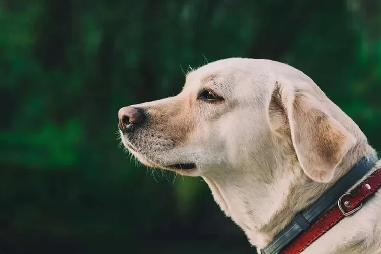 Ilustrasi anjing. Belakangan beredar video viral ratusan anjing yang diduga diangkut ke rumah jagal. 