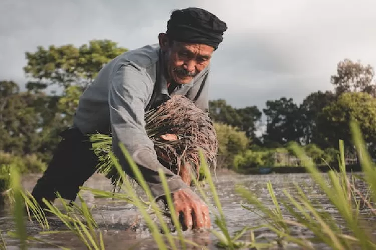 Ulama Syafi'iyah lainnya yaitu Imam Nawawi berpendapat bahwa yang paling diberkahi adalah pekerjaan dengan tangan (pexels)