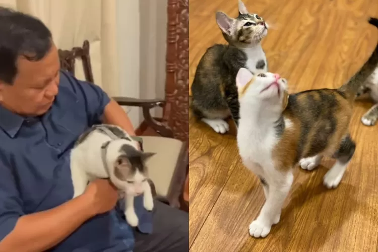 Prabowo Subianto adopsi 3 kucing. Kabar terbaru Bobby the Cat. Kebersamaan Mika, Miki, Miko di Instagram (Instagram @prabowo / HukamaNews.com)