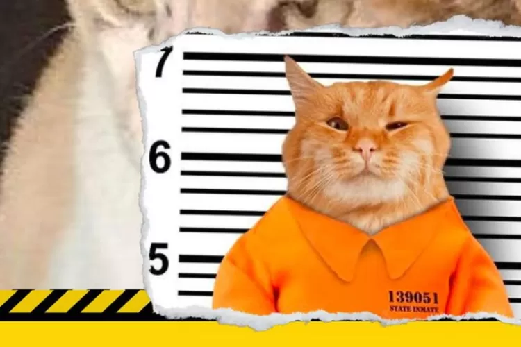 Ilustrasi kucing oyen yang diciduk Damkar, foto aslinya lebih serem dari ini.  (Instagram @ctd.insider / HukamaNews.com)