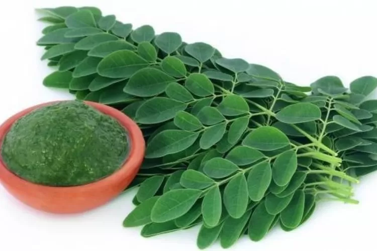 Daun kelor yang dikenal sebagai superfood ternyata bisa mencegah pikun.