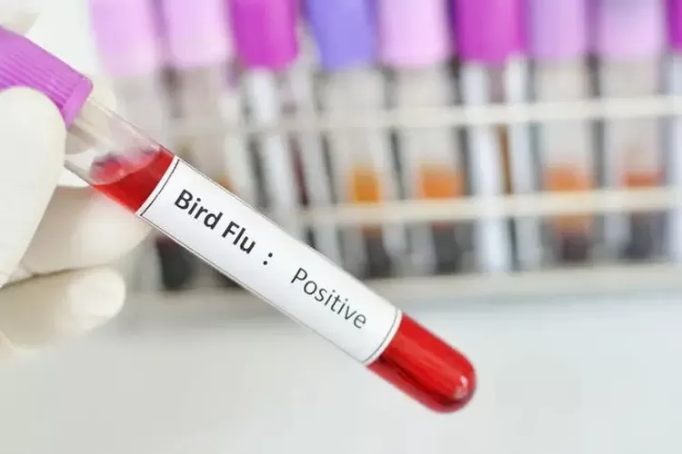 Ilustrasi. WHO mengkonfirmasi kasus kematian manusia akibat flu burung strain H5N2 terjadi baru-baru ini di Meksiko.