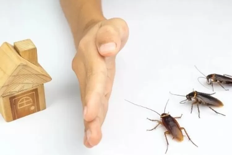 Ilustrasi. Rumah bersih tak menjadi jaminan bebas kecoak bila Anda melakukan lima hal berikut ini.