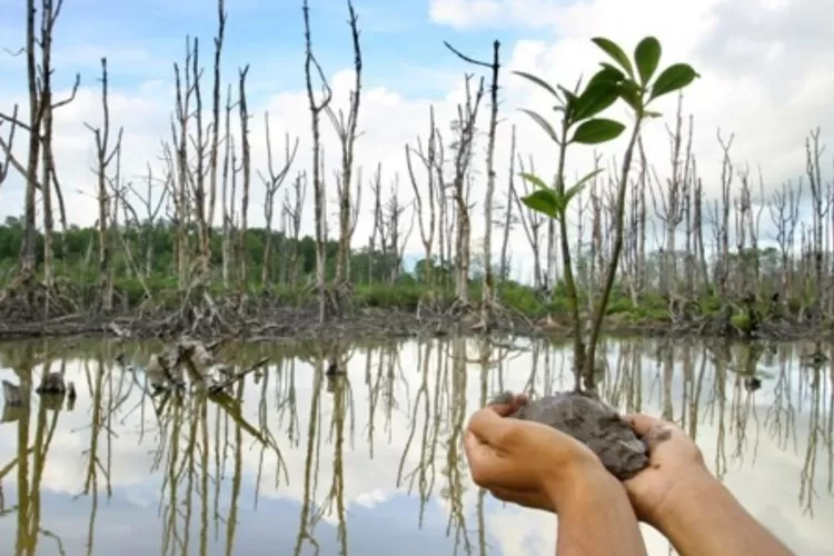 Bibit tanaman Mangrove. Mangrove memiliki kemampuan menyerap karbon 3-5 kali lebih banyak dibandingkan hutan tropis daratan. 