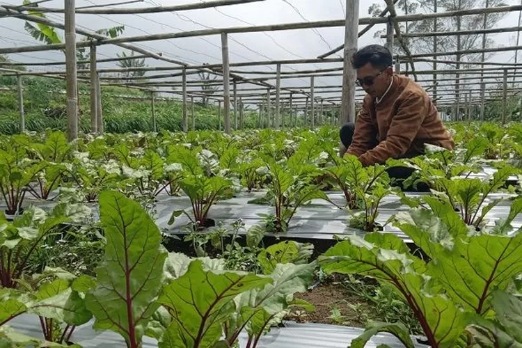 Budidaya tanaman beet root yang dilakukan petani di wilayah Ngablak Magelang, Rabu (9/4) (Elizabeth Widowati )