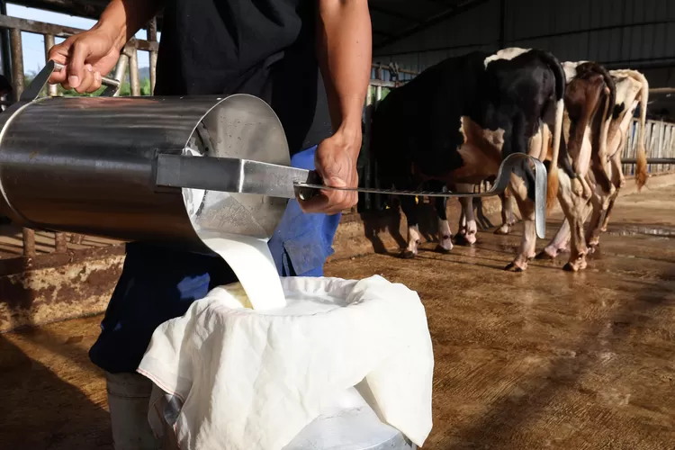 Susu lokal makin diminati berkat program makan bergizi gratis, peternak untung, lapangan kerja warga makin terbuka lebar. (HukamaNews.com / Promedia)