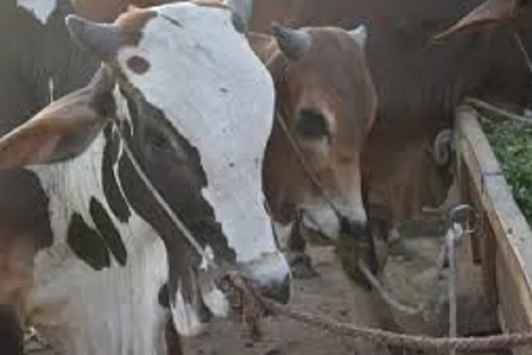 Jelang Idul Adha 2025, Inul Daratista bagikan 5 sapi kurban untuk warga dan masjid. Warga antusias sambut kepeduliannya. (HukamaNews.com / )