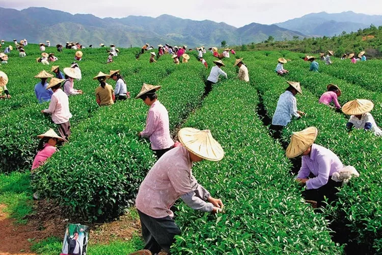 Promosi wisata agro yang ditawarkan negara Taiwan pada tahun 2025,Sabtu (24/5) (Elizabeth Widowati )