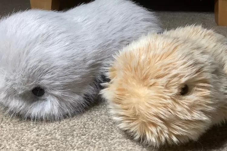 Moflin, robot berbulu bertenaga AI dari Jepang, punya jutaan kepribadian unik tergantung cara kamu merawatnya. (HukamaNews.com / Net)