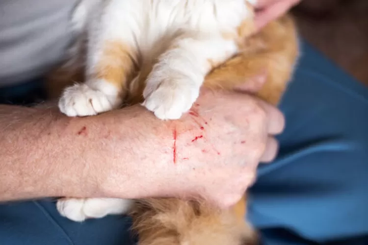 Cakaran kucing bisa menularkan rabies Segera lakukan langkah ini agar tidak berisiko terkena virus berbahaya (HukamaNews.com / IPB)
