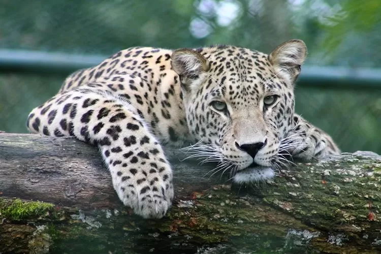 Foto Ilustrasi - BBKSDA Jawa Barat ungkap ada sembilan ekor macan tutul yang tertangkap kamera di kawasan Hutan Lindung Tangkuban Parahu.