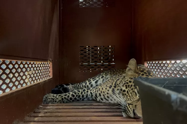 Macan tutul di lorong hotel Bandung Barat saat proses evakuasi petugas. (HukamaNews.com / Diskominfo Kota Bandung)