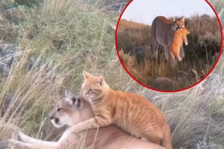 Singa tampak menggendong kucing oren seperti anaknya di alam liar. (HukamaNews.com / net)