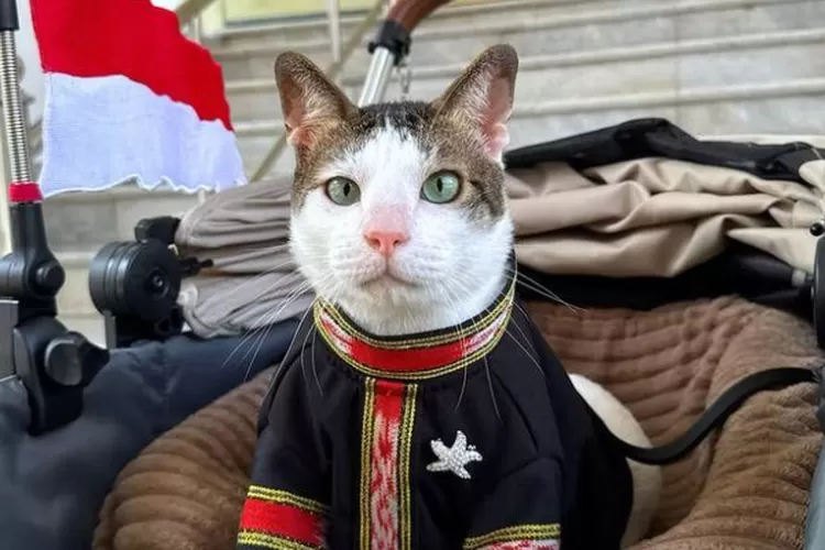Bobby Kertanegara, kucing Presiden Prabowo, di Istana Merdeka mengenakan tenun Tanimbar. (HukamaNews.com / Instagram @bobbykartanegara)