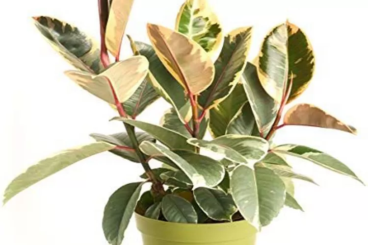 Rekomendasi tanaman penyerap panas yang bisa menjadi &ldquo;pendingin alami&rdquo; di sekitar rumah Anda.