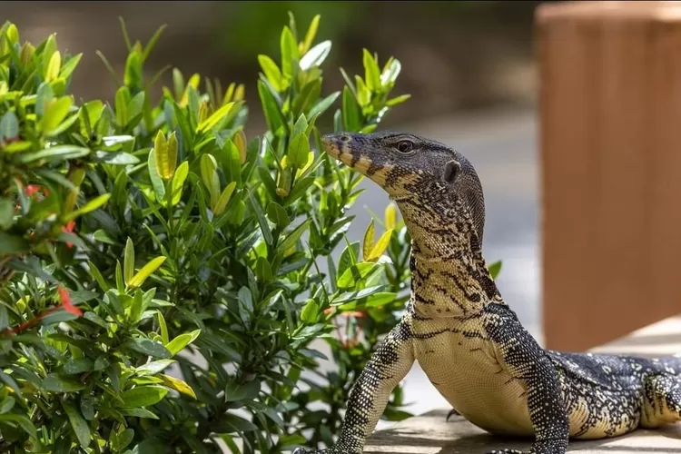 Foto Biawak. Indonesia menjadi salah satu eksportir kulit biawak terbesar di dunia.